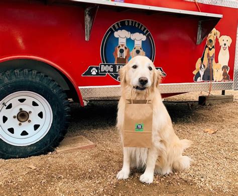 Meet Lily the Delivery Dog, an Austin-based Tiktok Superstar - Toast Life