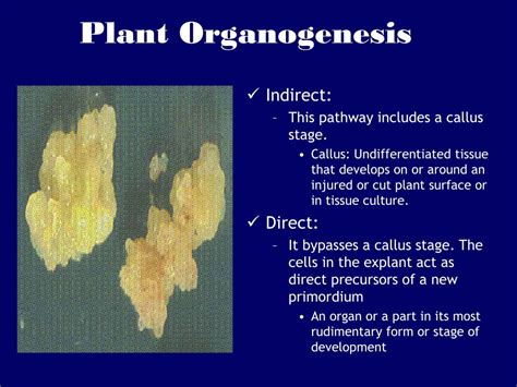 Ppt Plant Tissue Culture Powerpoint Presentation Free Download Id 346170