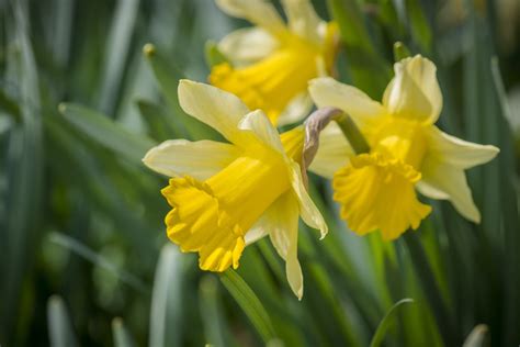 The Unique Meaning Behind Each Month's Birth Flowers