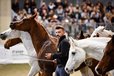 Fieracavalli Da Domani A Verona Oltre Duemila Cavalli Di 60 Razze