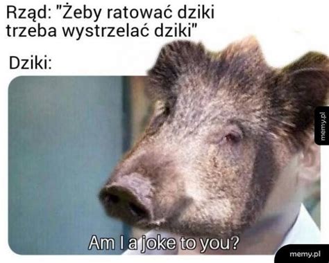 Awantura O Dzika Dzik Jest Dziki Kto Jest Z Y Opinie Memy Temat