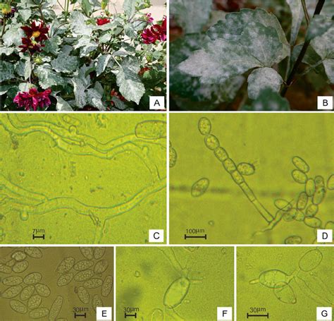 Powdery Mildew Infections Of Dahlia Variabilis By Golovinomyces