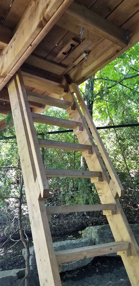 Ladder To Trap Door In Cool Tree House