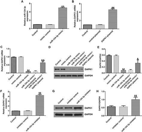 MiR 124 3p Down Regulates The Expression Of DAPK1 In SRA01 04 Cells A