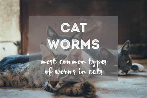 The Most Common Types of Worms in Cats | Ultimate Guide - The Fluffy Kitty