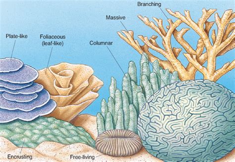 Coral Reef Diagram Labeled