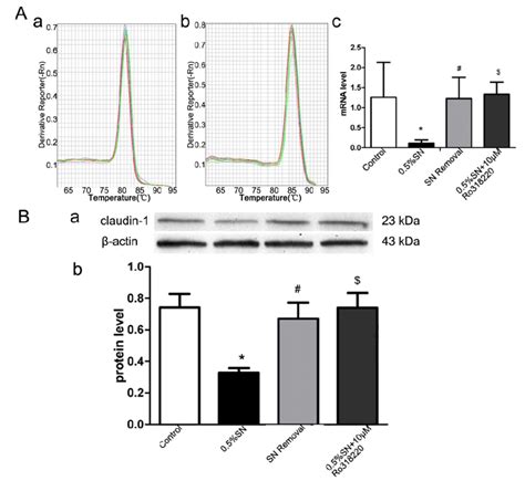 The Mrna And Protein Levels Of Claudin 1 Expressed In Different Group