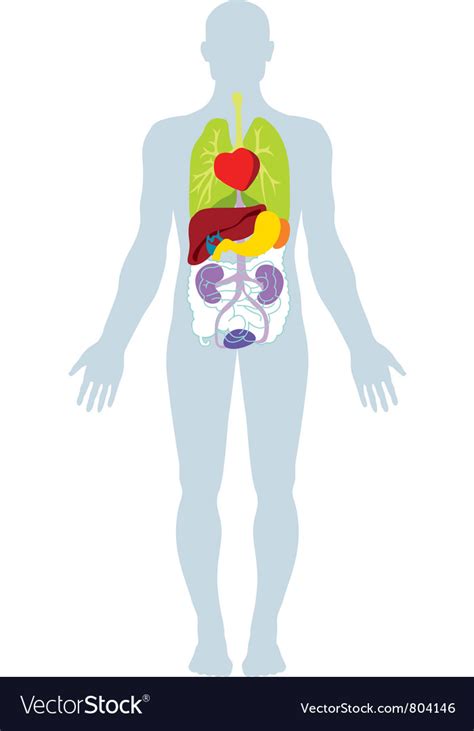 Human Internal Organs Anatomy In Cartoon Vector Image - Riset