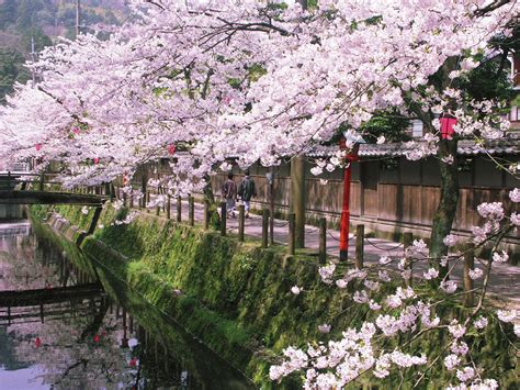 HOT SPRINGS CHERRY BLOSSOMS Visit Kinosaki