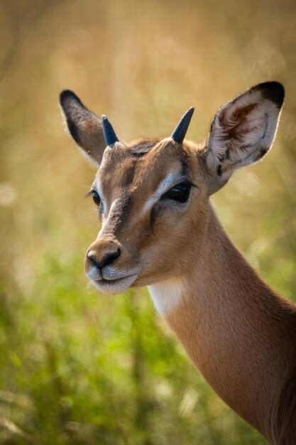 Premium Photo | A close up of a gazelle's horns