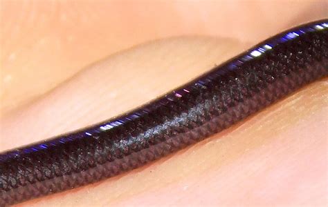 Ramphotyphlops Braminus Brahminy Blind Snake Extremely S Flickr