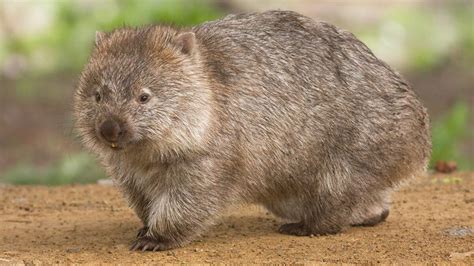 Des Chercheurs Ont Perc Le Secret Des Crottes Cubiques Du Wombat