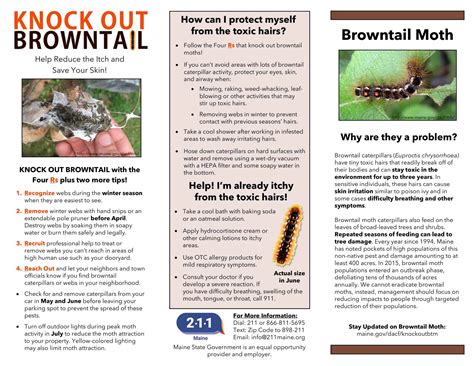 Free Printable Caterpillar Identification Charts [pdf]