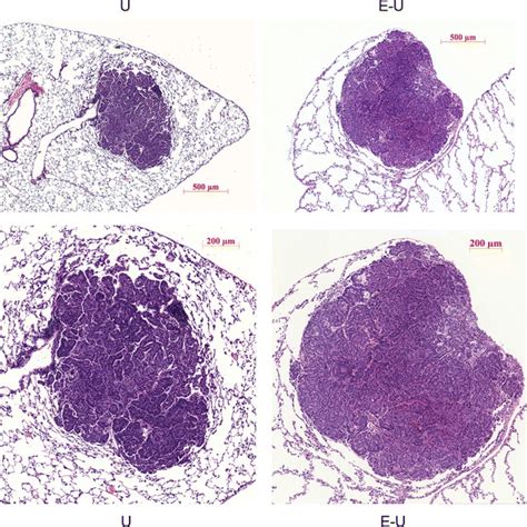 Representative Examples Of Histological Sections Stained With