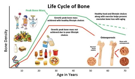 Lifelong Nutrition For Healthy Bones National Spine Health Foundation