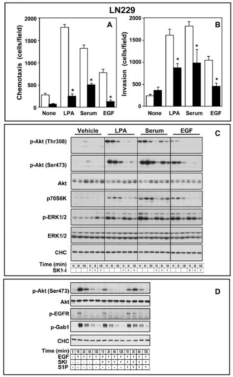 Sk1 I Attenuates Migration And Invasion Of Glioblastoma Cells