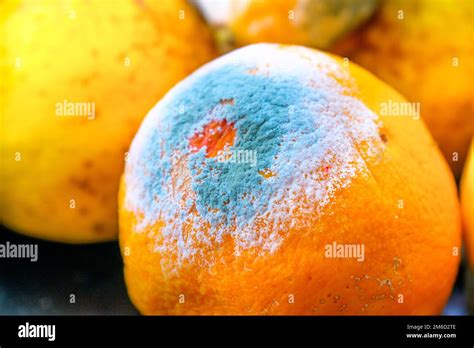 Fruit Mold Hi Res Stock Photography And Images Alamy