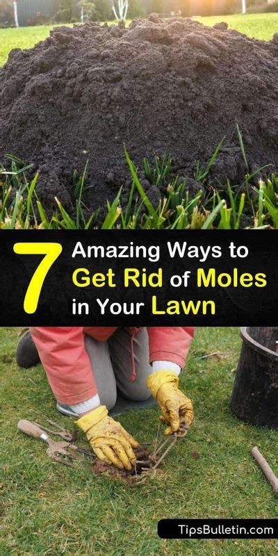 7 Amazing Ways To Get Rid Of Moles In Your Lawn Moles In Yard Mole Mole Removal Yard