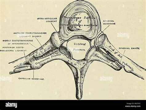 Costotransverse Joint