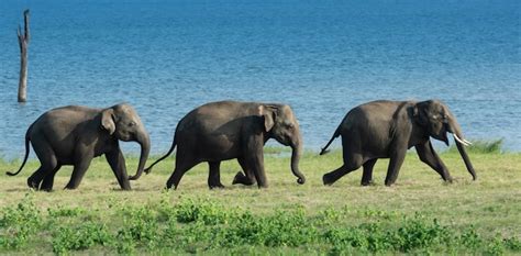 Premium Photo | Wild elephants in sri lanka