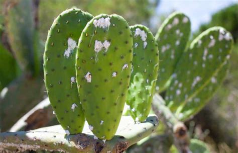 How To Get Rid Of White Fuzz On Cactus Mealybugs Gardenine