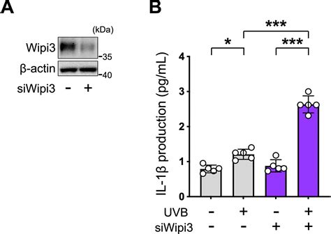 Alternative Autophagy Dampens Uvb Induced Nlrp Inflammasome Activation