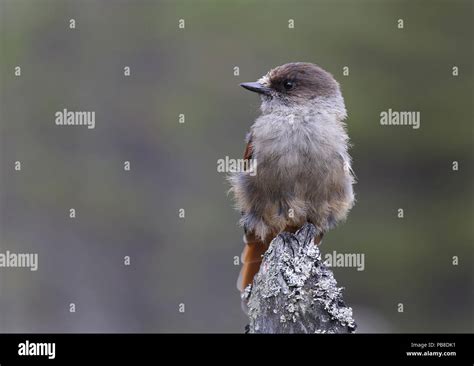 Siberian jay, Perisoreus infaustus Stock Photo - Alamy