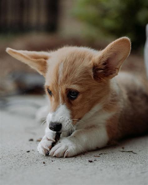 Photos And Fun Facts About Adorable Baby Corgis