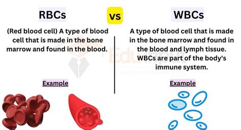 Difference Between Rbcs And Wbcs