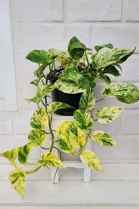 8 Reasons Why Your Pothos Leaves Are Turning Yellow - Growfully