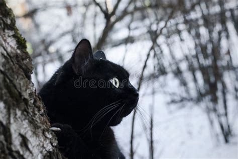 Black Cat On Tree In Winter Stock Image Image Of Black Nature 164496467