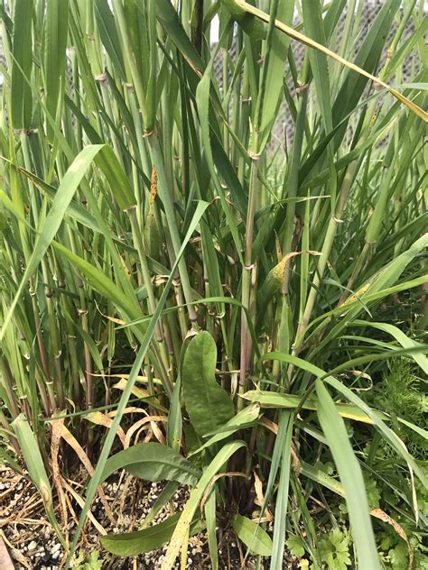 Plant Id Thick Grass Bamboo Like Stalks Rgardening