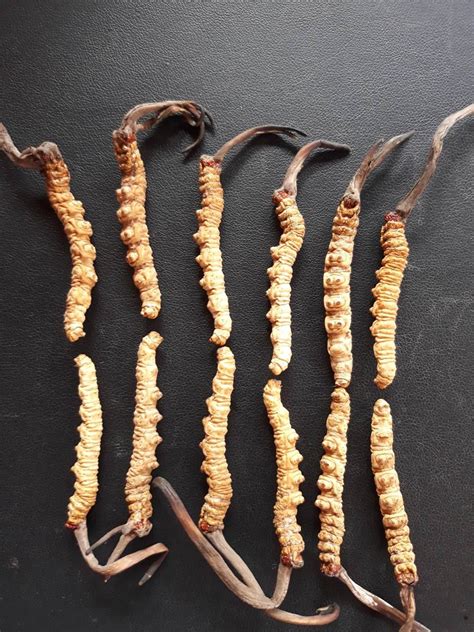 Buy Best Cordyceps Sinensis Caterpillar Fungus Pahadi Amrut