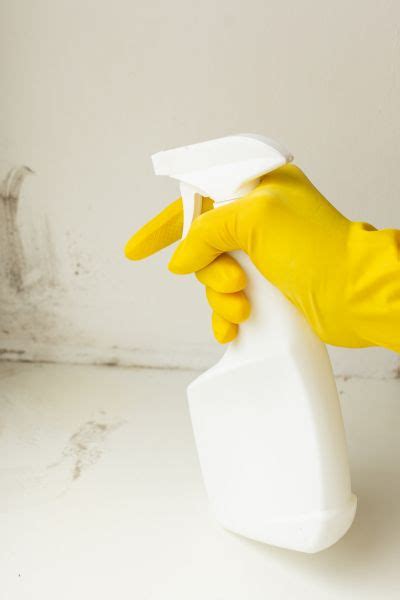 Professional White Mold Treatment | White Mold Treatment Pros