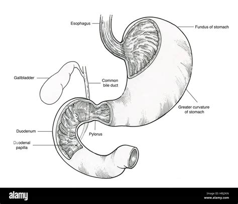 Gastric Fundus And Duodenum