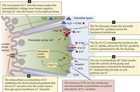 Pancreatic Acinar Cell Pancreatic And Salivary Glands The