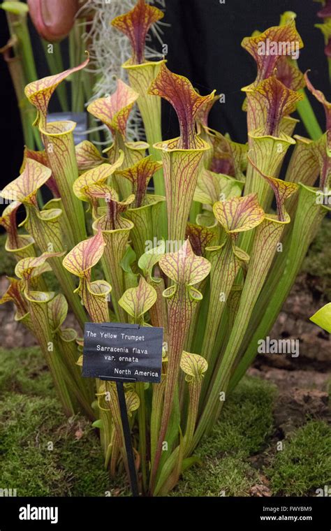 The Yellow Trumpet Stock Photo Alamy