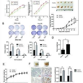 Overexpression Of Ncoa Promoted Hcc Cell Growth In Vitro And In Vivo