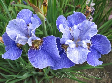 Сад Флоранс - Ирисы - (Iris)
