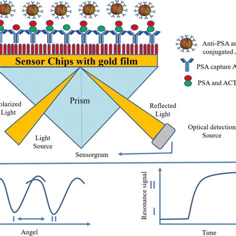 The Schematic Representation Of A Surface Plasmon Resonance Biosensor Download Scientific Diagram