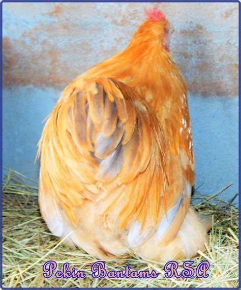 Pekin Bantams Rsa Quality Rare Coloured Pekins Pekin Bantams Rsa Bantam Rare Breeders