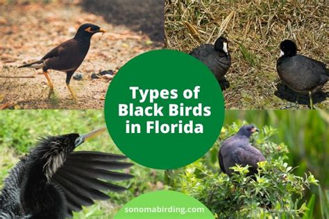 10 Species Of Black Birds In Florida Sonoma Birding