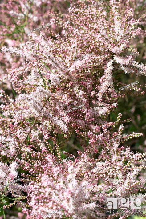 Tamarix Ramosissima Pink Cascade Tamarisk Stock Photo Picture And