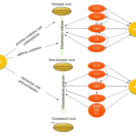 The Crosstalk Between Ros And Hormones In Regulation Of Seed Dormancy Download Scientific