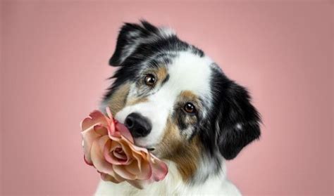 77 Female Australian Shepherd Names The Dogman