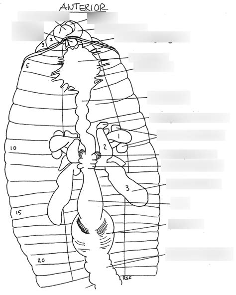 Diagram of Earthworm Digestive System | Quizlet