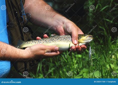 Beautiful Trout Stock Photo Image Of Fishery Skin Fishing 25031738