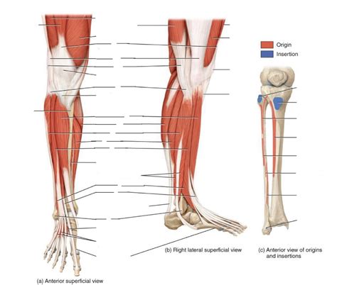 Lower Limb Diagram Quizlet