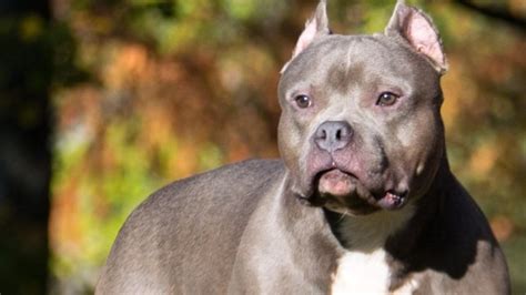 XL Bully dogs: Suella Braverman calls for ban after girl, 11, and two ...