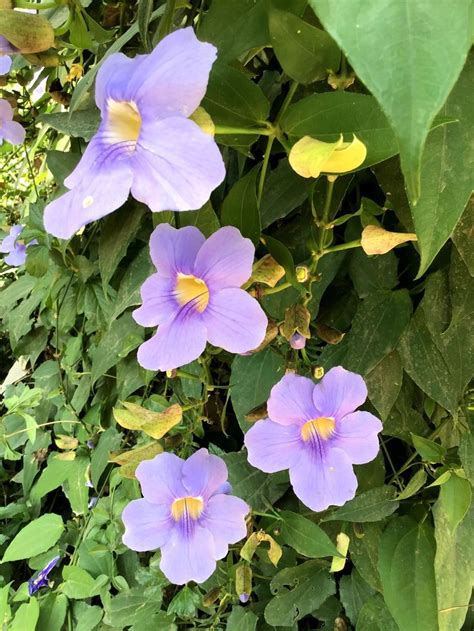 Purple Flowers Of Creeper Flowering Vines And Tropical Garden